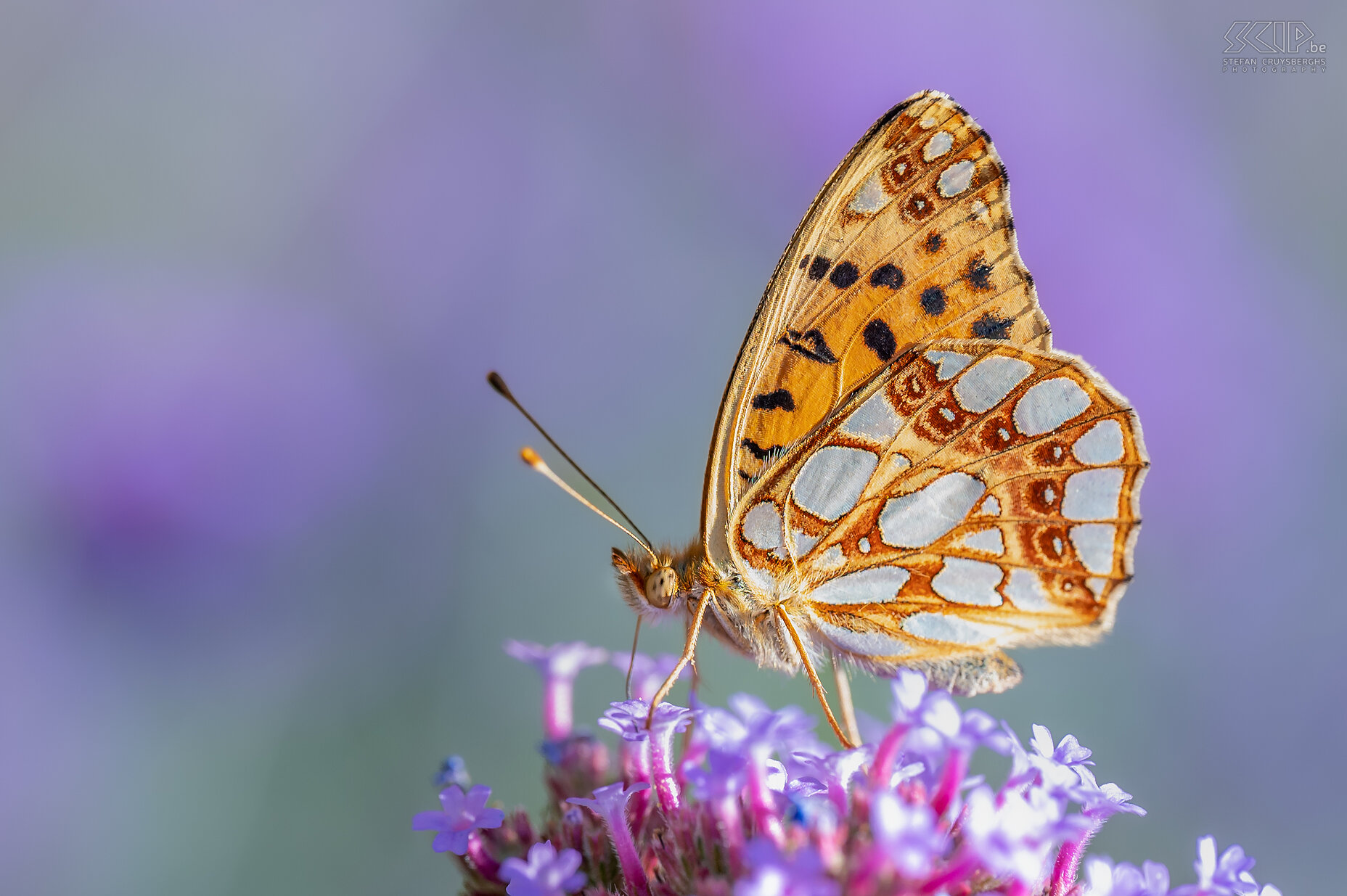 Vlinders - Kleine parelmoervlinder Een hele fijne verschijning in onze tuin in Scherpenheuvel was de Kleine parelmoervlinder (Issoria lathonia). Het is een schaarse standvlinder die voornamelijk aan de kust voorkomt maar op zich wel grote afstanden kan overbruggen. De onderkant van de achtervleugel heeft opvallende, grote ovale zilverkleurige parelmoervlekken. Stefan Cruysberghs